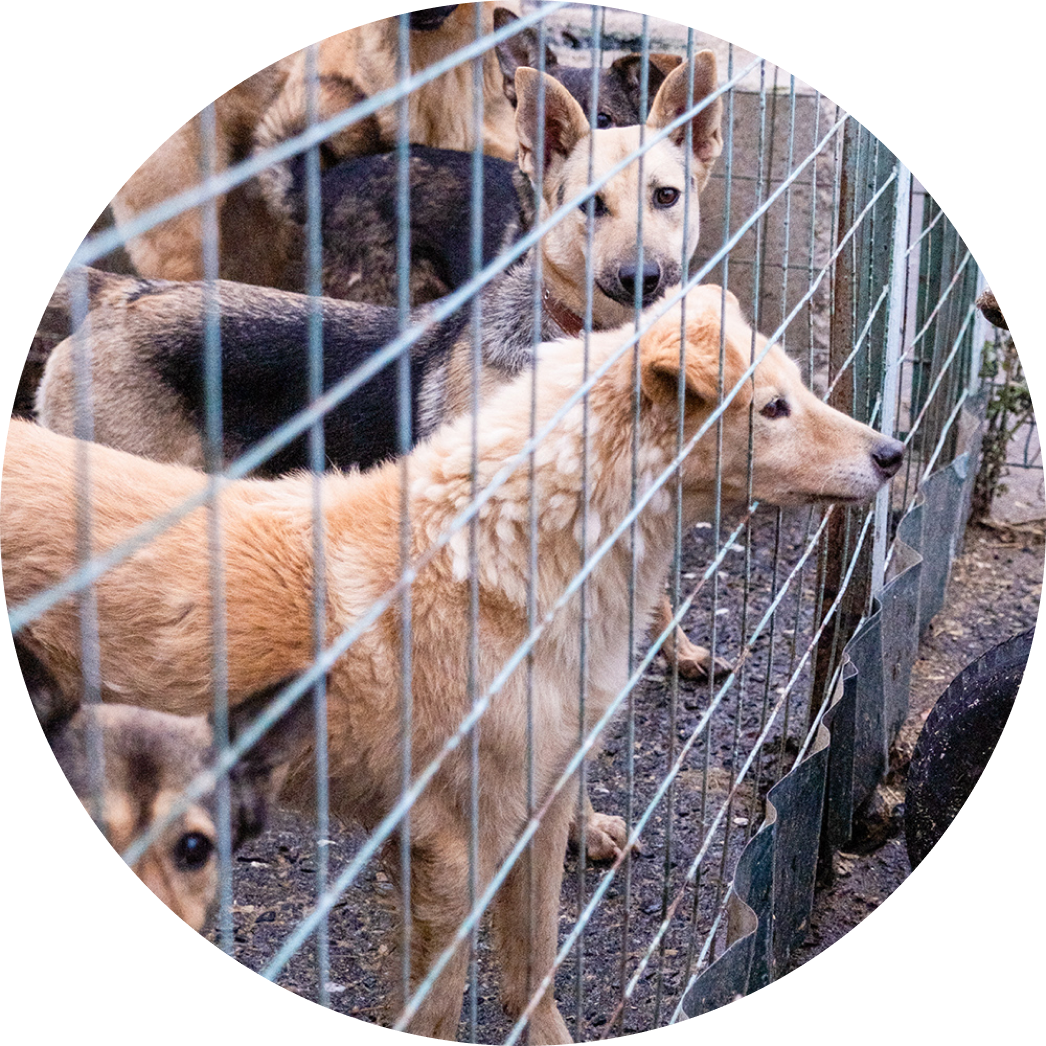 Large boarding facility with multiple dogs